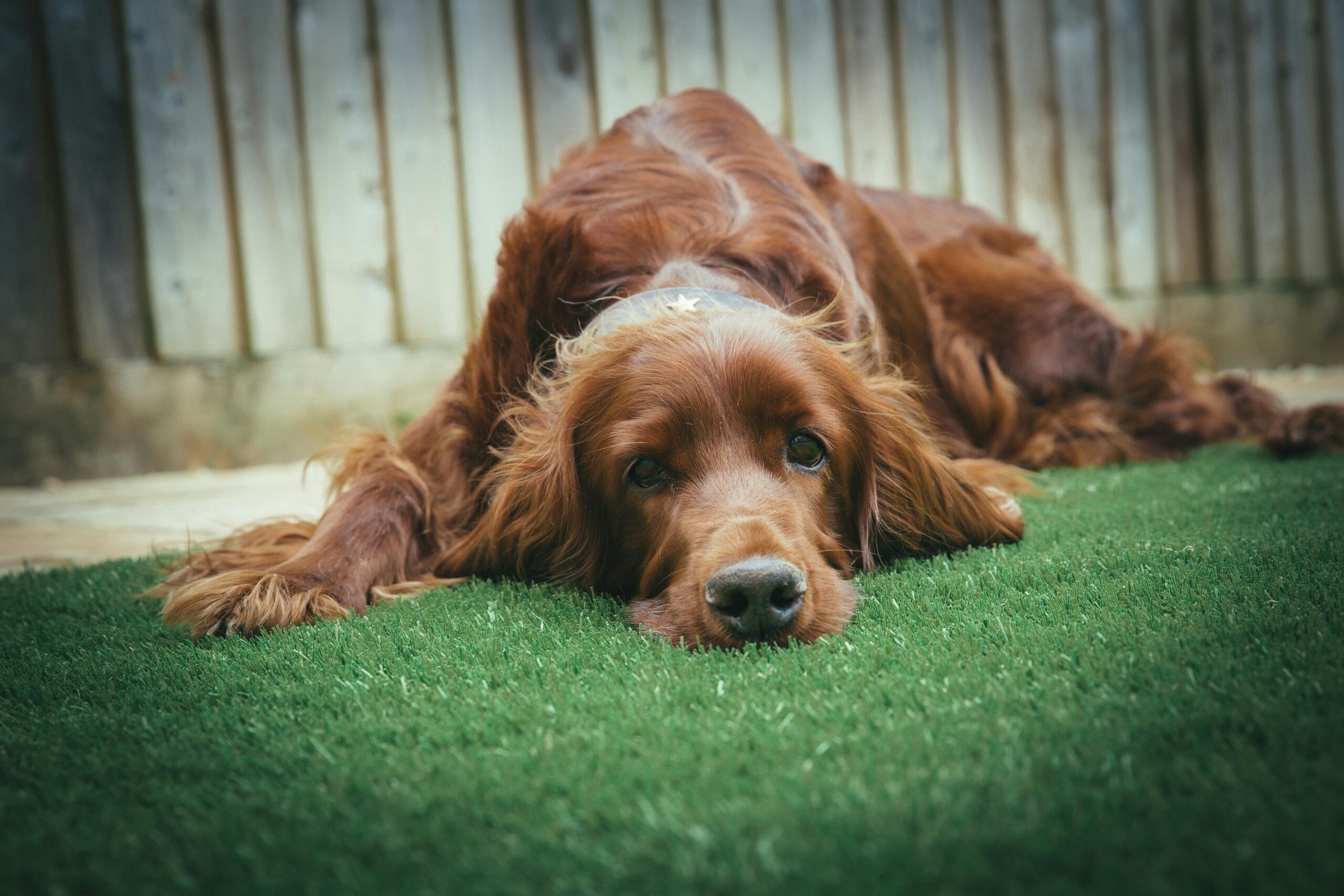 An Irish Setter dog relaxing on lush grass in a backyard, showcasing a peaceful pet portrait.